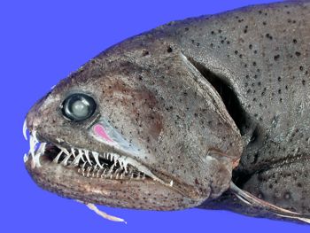 Media type: image; Ichthyology 161590